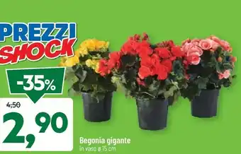 DPiù Piante offerta