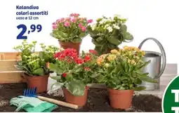 In'S Mercato Kalandiva colori assortiti vaso 12 cm offerta