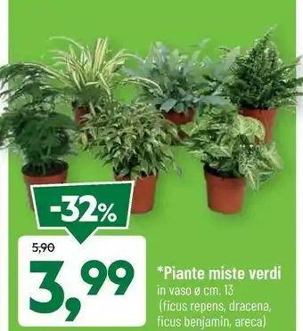 DPiù Piante misti verdi offerta