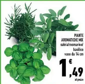 Piante aromatiche mix salvia vaso da 14 cm