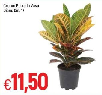 Famila Croton Petra in Vaso Diam. Cm. 17 offerta