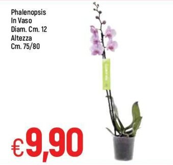 Famila Phalenopsis In Vaso Diam. Cm. 12 Altezza Cm. 75/80 offerta