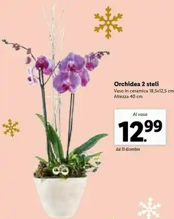 Orchidea 2 steli