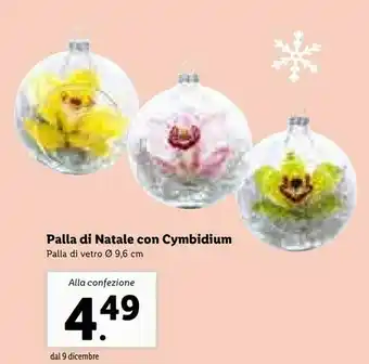 Lidl Palla di natale con cymbidium offerta