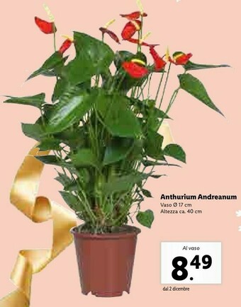 Lidl Anthurium andreanum offerta