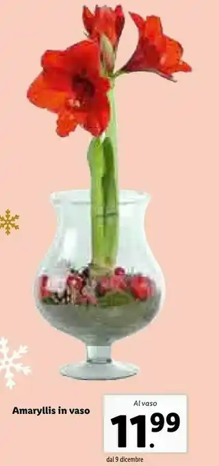 Lidl Amaryllis in vaso offerta