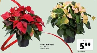 Lidl Stella di natale offerta
