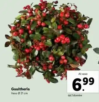 Lidl Gaultheria vaso offerta