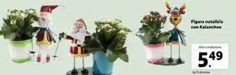 Lidl Figura natalizia con kalanchoe offerta