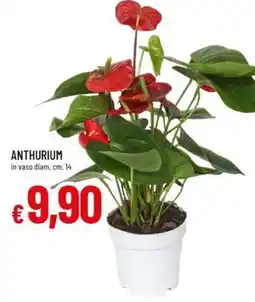ANTHURIUM