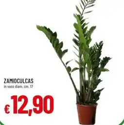 ZAMIOCULCAS