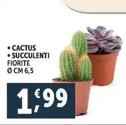 CACTUS SUCCULENTI FIORITE