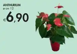 ANTHURIUM ø cm 12