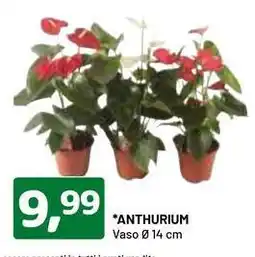 DPiù ANTHURIUM offerta