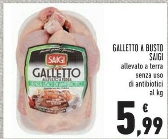 Saigi galletto a busto