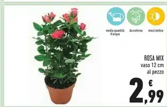 Conad Rosa mix vaso 12 cm offerta
