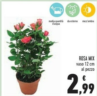 Conad Superstore Piante offerta