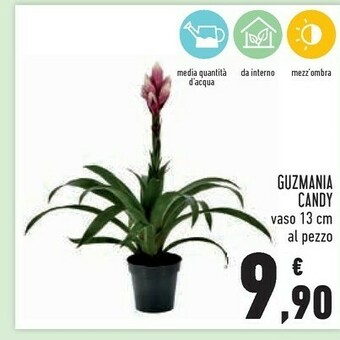 Conad Superstore Piante offerta