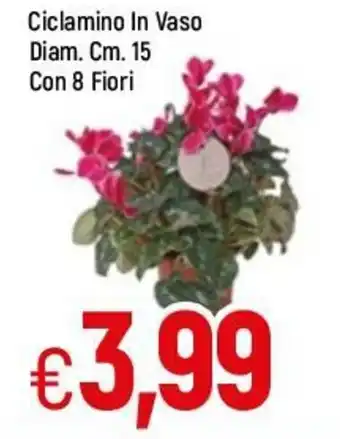 Famila Ciclamino In Vaso Diam. Cm. 15 Con 8 Fiori offerta