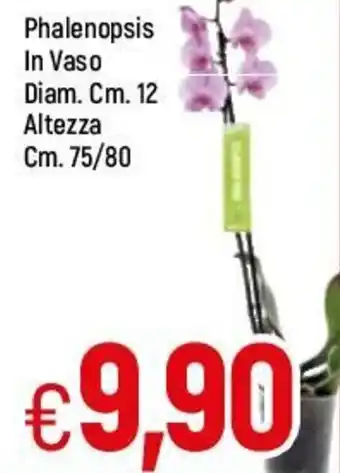 Famila Phalenopsis In Vaso Diam. Cm. 12 Altezza Cm. 75/80 offerta