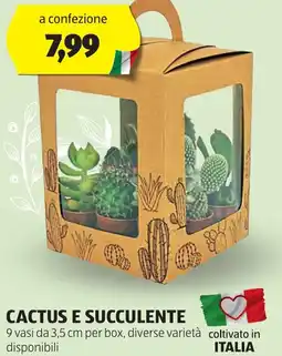 ALDI CACTUS E SUCCULENTE offerta