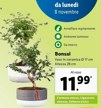 Lidl Bonsai offerta