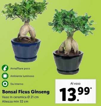 Bonsai ficus ginseng