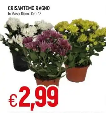 Crisantemo Ragno