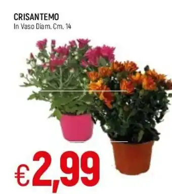 Famila Crisantemo In Vaso Diam. Cm. 14 offerta