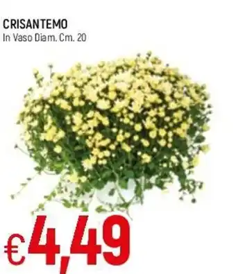 Famila Crisantemo In Vaso Diam. Cm. 20 offerta
