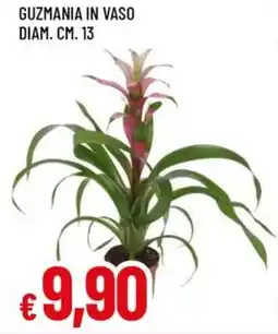 Galassia GUZMANIA IN VASO DIAM. CM. 13 offerta