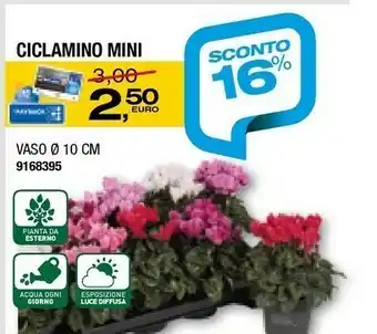 Ciclamino mini