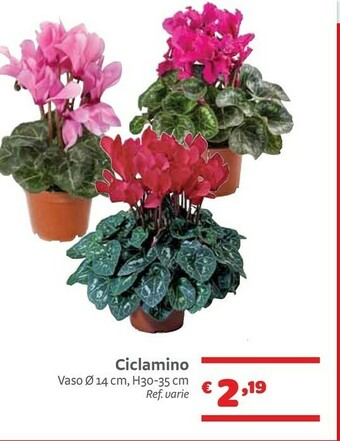 Bricocenter Piante offerta