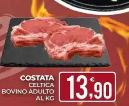 Eté COSTATA CELTICA BOVINO ADULTO offerta
