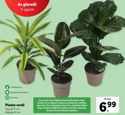 Lidl Piante verdi offerta