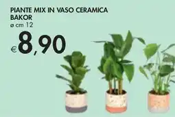 Bennet PIANTE MIX IN VASO CERAMICA BAKOR offerta