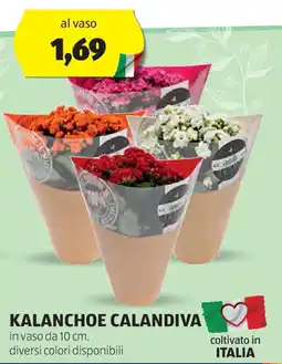 ALDI KALANCHOE CALANDIVA offerta