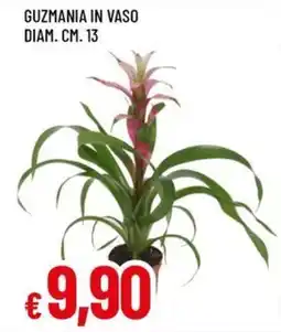 Famila GUZMANIA IN VASO DIAM. CM. 13 offerta
