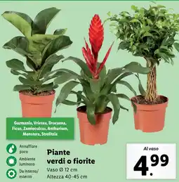 Lidl Piante verdi o fiorite Vaso 12 cm Altezza 40-45 cm offerta