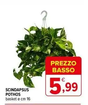 Iperal Scindapsus pothos offerta