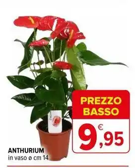 Iperal Anthurium offerta