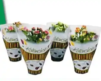 Carrefour Iper Kalanchoe Calandiva offerta