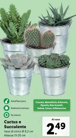 Lidl Cactus o Succulente offerta