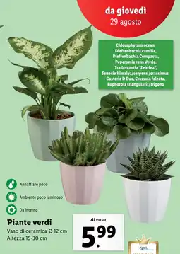 Lidl Piante verdi offerta
