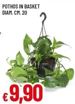 Famila Pothos in basket offerta