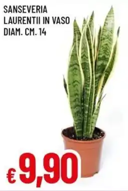 Famila Sanseveria laurentii in vaso offerta