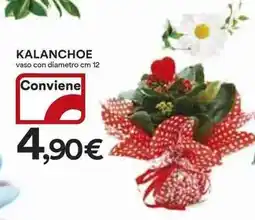 Ipercoop Kalanchoe offerta