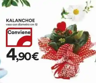 Ipercoop Kalanchoe offerta