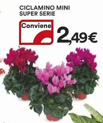 Ipercoop Ciclamino mini super serie offerta
