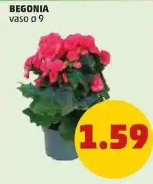 PENNY Begonia offerta